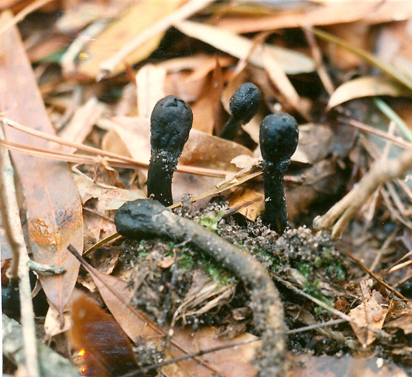 Elaphocordyceps ophioglossoides